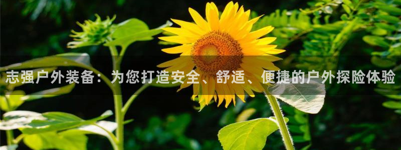 新宝gg线长