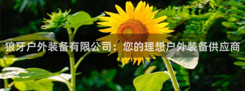 网站新宝GG