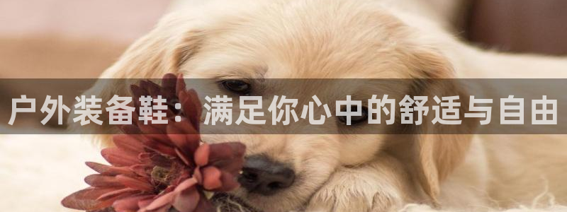 新宝gg返点模式