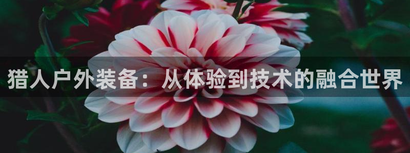 新宝gg手机登录官网